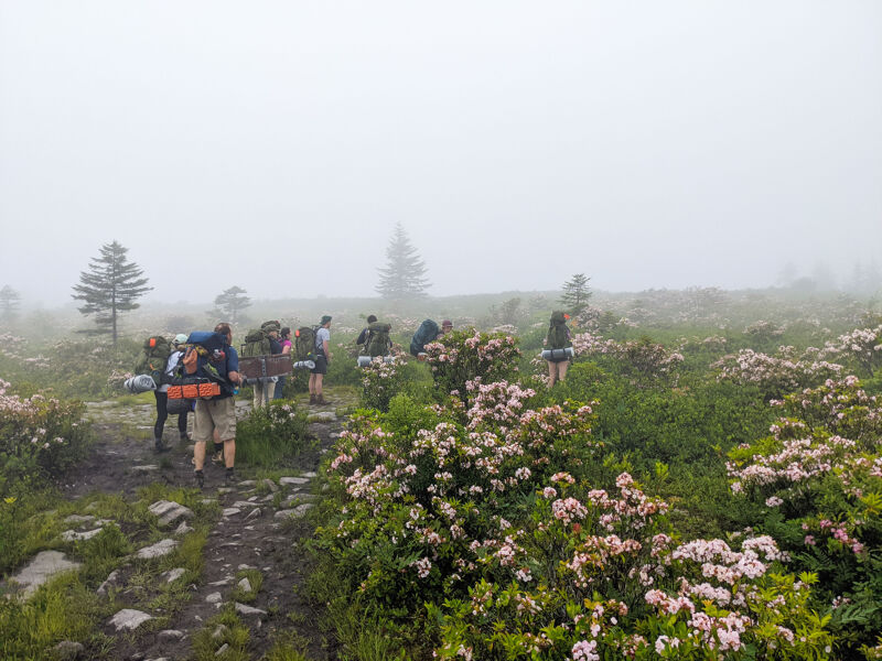 A group of hikers walks along a trail in a foggy, mountainous area. They are surrounded by lush green vegetation and blooming rhododendrons. The fog obscures the background, creating a sense of mystery and adventure. The hikers appear to be enjoying the natural beauty of their surroundings.